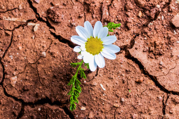 top view of a white flower in a dry land