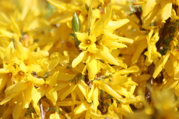 Yellow blossom of the .forsythia plant in springtime in Nieuwerkerk aan den IJssel in the Netherlands