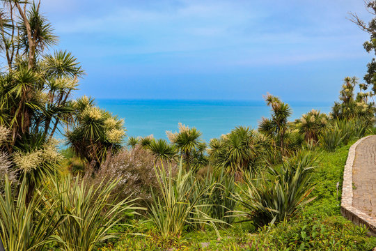 Blooming Cordyline australis trees (cabbage tree, cabbage-palm) on a background of the Black sea in Batumi botanical garden, Georgia