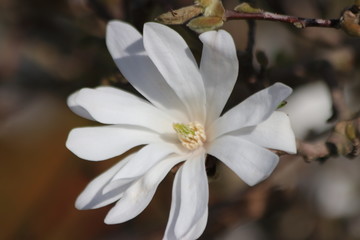 Magnolia Stellata or Royal star with big white flowers during springtime in a garden
