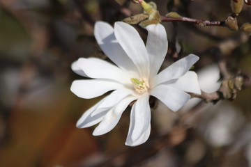 Fototapeta na wymiar Magnolia Stellata or Royal star with big white flowers during springtime in a garden