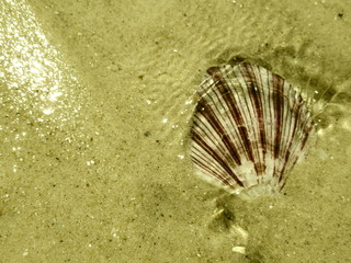 Sea Shell on Sand