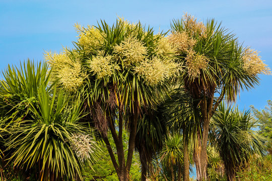 Blooming Cordyline australis trees (cabbage tree, cabbage-palm) in park