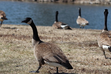 canada canadian geese