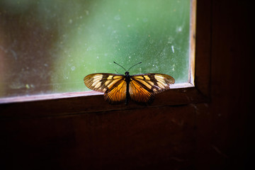 The butterfly in the window