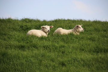 Obraz premium Sheep and lambs on a dike in the sun at the island Goeree Overflakkee in the Netherlands