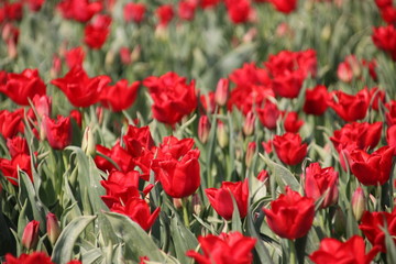Fields with rows of red tulips in springtime for agriculture of flowerbulb on island Goeree-Overflakkee in the Netherlands