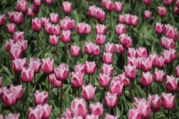 Fields with rows of red and white tulips in springtime for agriculture of flowerbulb on island Goeree-Overflakkee in the Netherlands