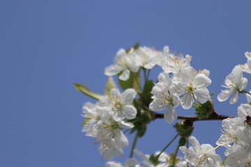 white leaves of the cherry blossom on trees with blue sky as background