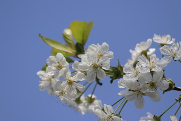 white leaves of the cherry blossom on trees with blue sky as background