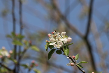 white and pink leaves of the apple tree blossom on trees with blue sky as background
