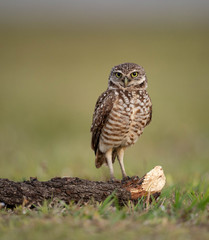 Burrowing Owl in Florida 