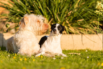 Fototapeta premium Tierfreundschaft