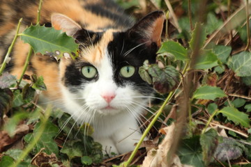 Red brown white and black cat is crawling between the plants in a park