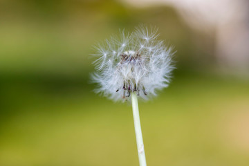 dandelion with flying seeds, natural Background