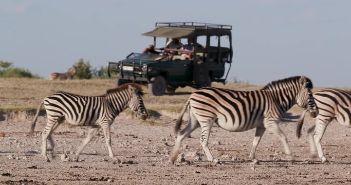Close-up view of tourists in a game drive vehicle watching a group of Zebras walking at the edge of a waterhole on the Makgadikgadi Pans,Botswana 