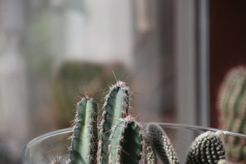 Trichocereus pasacana cactus plant with prickle at home