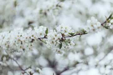 Flowers of the cherry blossoms on a spring day