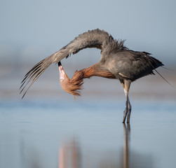 Obraz premium Reddish Egret