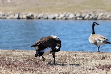 canada goose by the lake