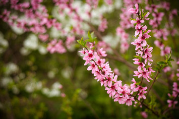 pink flowers in garden