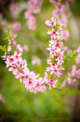 pink flowers in the garden