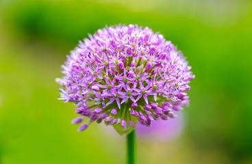 Allium