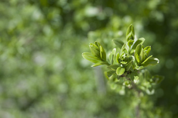 Closeup view of spring green leaves on blurred greenery background in garden with copy space using as background.