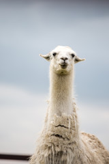 weißes Lama legt die Ohren an und droht, blauer Himmel und weißes Plüschiges Fell