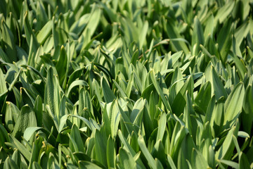 green grass in the field