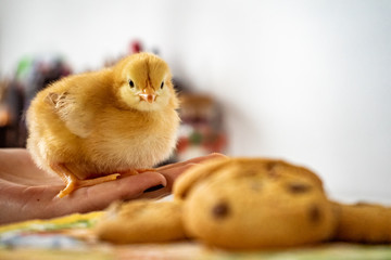 Cute Chick near cookies, Happy Easter picture