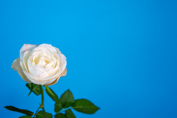 white rose on a blue background