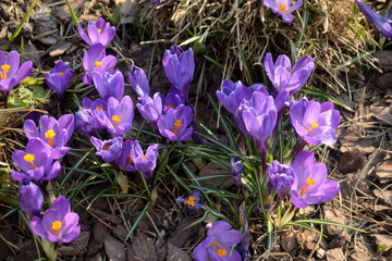 spring primroses in the park