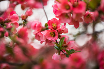Pink flowers on branch of tree in spring.