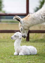niedliches Lama Tierkind,  Alpaka Mama mit Baby; Neugeborenes auf der Weide küsst Kind Zuneigung...