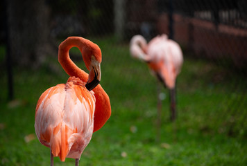 Portrait  of a Flamingo. Beautiful Flamingo on a Natural Background.