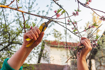 Peach tree pruning with secateurs in the garden