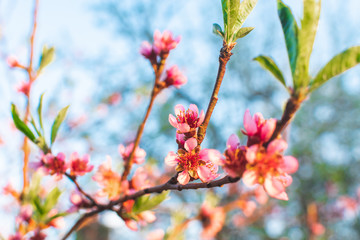 Beautiful blossomed pink peach flowers. Spring concept