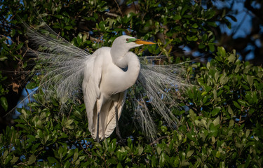 Great Egret in Breeding Plumage  © Harry Collins