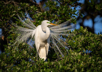 Great Egret in Breeding Plumage 