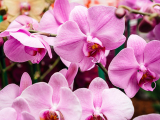Fototapeta na wymiar Close-up pink fresh Orchid flower from the Orchidaceae family close-up in modern florist store