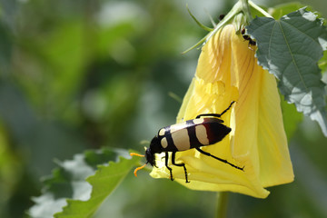 Blisterkäfer / Blister beetle / Mylabris oculata