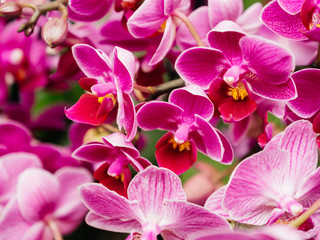 Fototapeta na wymiar View from above of multicolored fresh Orchid flower from the Orchidaceae family close-up in modern florist store