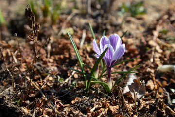 Violet crocus spring flower in garden close up background