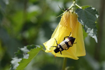 Blisterkäfer / Blister beetle / Mylabris oculata