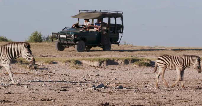 Close-up view of tourists in a game drive vehicle watching a group of Zebras walking at the edge of a waterhole on the Makgadikgadi Pans,Botswana 