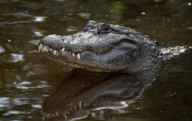 Obraz premium Alligator in Florida 