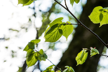 Spring green leaves branches with lush foliage
