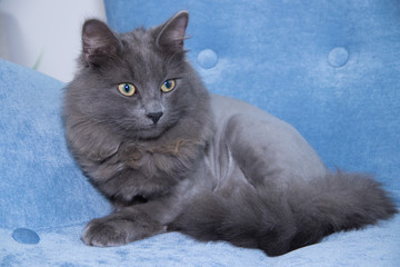 Gray domestic cat on a soft armchair. Cat with a haircut.