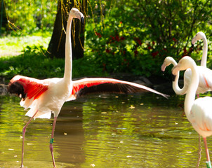 Flaming różowy, Phoenicopterus roseus © Dreamnordno
